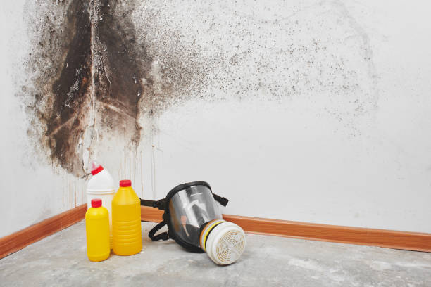Mold Testing and Removal in Wollochet, WA
