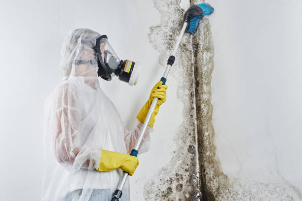 Best Emergency Mold Removal  in Wollochet, WA
