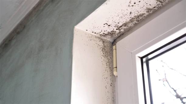 Wollochet, WA Mold Removal Company