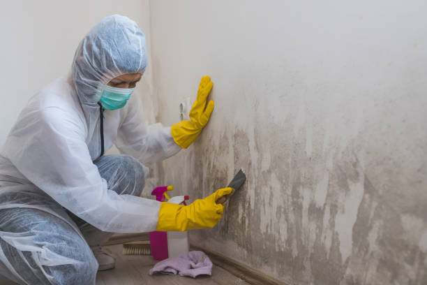 Best Fast Mold Removal  in Wollochet, WA