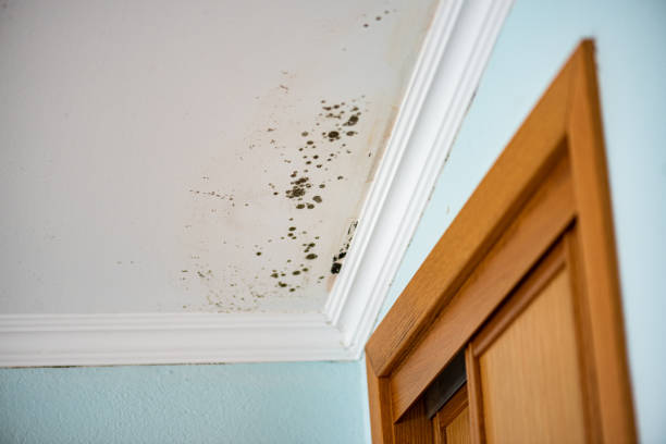 Best Home Mold Removal  in Wollochet, WA