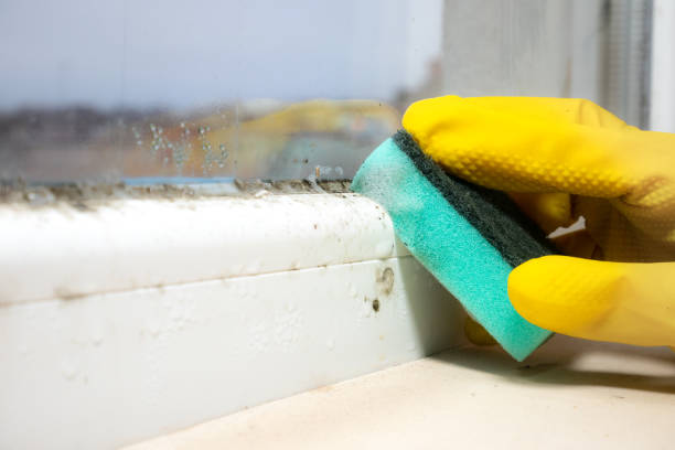 Best Mold Damage Repair  in Wollochet, WA