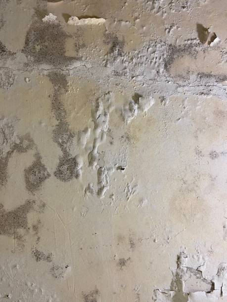 Best Black Mold Removal  in Wollochet, WA