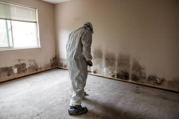 Best Attic Mold Removal  in Wollochet, WA
