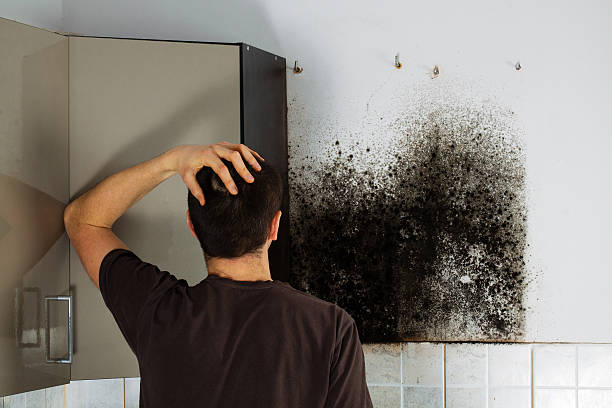Best Mold Cleaning Services  in Wollochet, WA