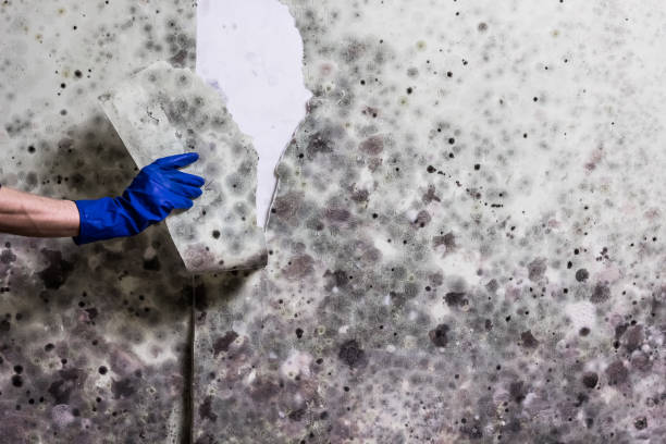 Best Mold Removal Near Me  in Wollochet, WA