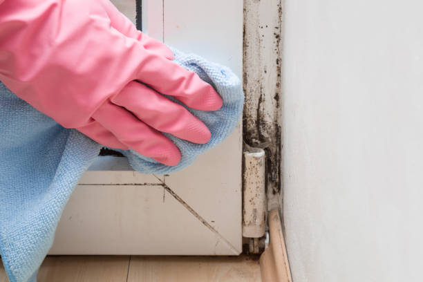 Best Mold Testing  in Wollochet, WA
