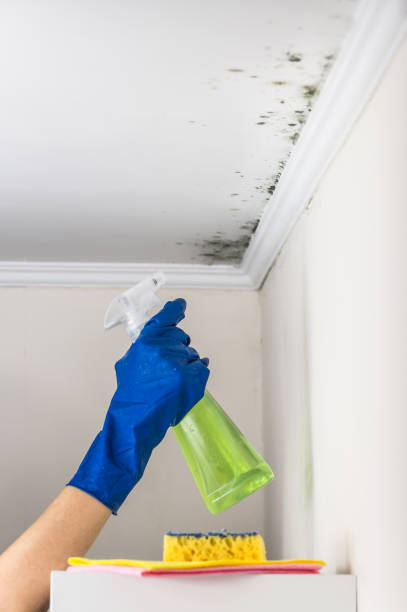 Best Commercial Mold Removal  in Wollochet, WA