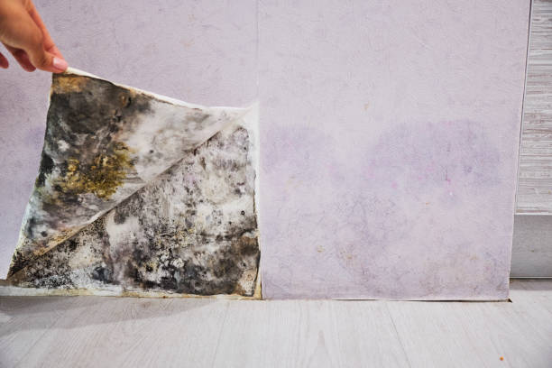 Best Black Mold Removal  in Wollochet, WA